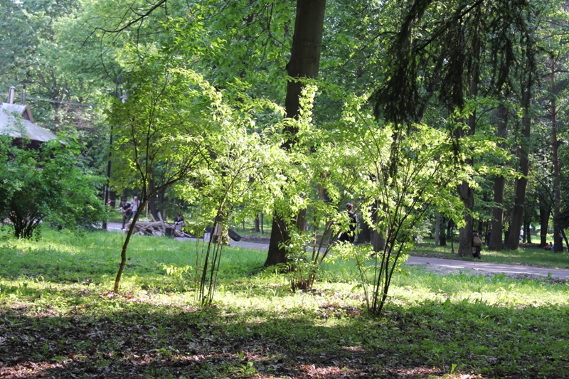 В Івано-Франківську відбулися Марш Слави УПА та реконструкція бою вояків УПА проти Вермахту 